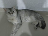 ÇOK UYSAL BİR KEDİ ACİL YUVA AROIYORUM