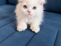 Orjinal Beyaz British Shorthair Yavru Mavi Gözlü
