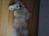 4 aylık maltipoo