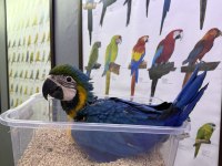 BEBEK MİKRO ÇİPLİ BELGELİ YASAL MACAW PAPAĞANI YAVRUMUZ