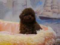 ELİT GÖRÜNÜMLÜ DİŞİ TOY POODLE YAVRU