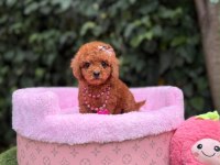 Orjinal Toy Poodle Yavruları 