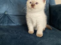 Muhteşem güzellikte british shorthair yavru