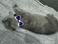 2 aylık dişi british shorthair