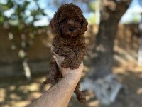 Sağlık ve ırk garantili toy poodle yavrularımız 