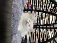 Dişi beyaz British Shorthair
