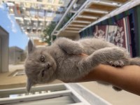 British shorthair 4 adet erkek