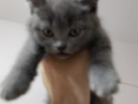 Erkek yavru british shorthair