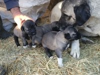 Sivasın has kangal köpekleri