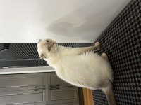 2 yaş kısır scottish fold ücretsiz