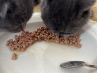 Scottish fold gri