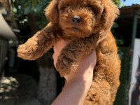 KİLOGRAM GARANTİLİ MİCRO TOY POODLE