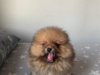 2 AYLIK POMERANİAN BOO