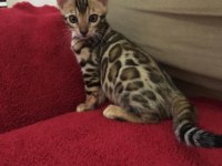 SHOW CLASS BENGAL KEDİSİ BEBEKLER