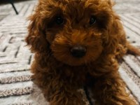 Red Brown Sağlıklı Toy Poodle Yavrumuz