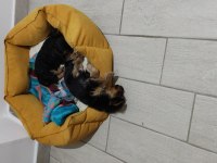 Kendi köpeğimizin yavruları