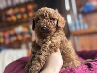 Herkesin Hayali Toy Poodle Bu Kadar Yakın Olmamıştı