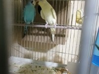 Yavrulu hazır takım erkek tepeli dişi kırmızı göz muhabbet