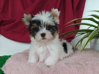 Biweryork terrier