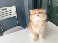 By11 Dişi British Longhair