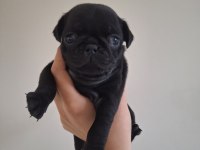 Pug köpeği yavrularımız