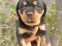 Rottweiler Yavrularımız