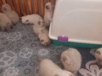 Minik kediler kuzucuklarım