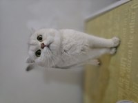 Silver scottish fold dişi