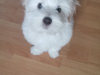 6 aylık köpeğimiz zeusu muzu mutlu bir yuva