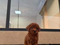 KORE POODLE ERKEK YAVRUMUZ