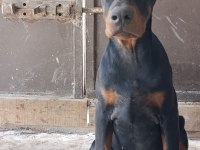 Şampiyon kan hattından a şecere doberman yavrular