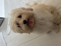 8 aylık güzel dişi maltipoo