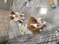 Kahve beyaz Fcı kıf şecereli 6 aylık erkek mikroçipli collie