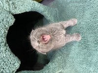 50 günlük orijinal british shorthair bebekler