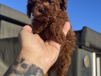 SAFKAN DİŞİ TOY POODLE