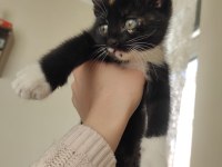 2 aylık bebek kedilere yuva olur musunuz