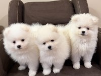 Aile Yanında Büyüyen Safkan Pomeranian Yavrular