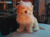 Maltipoo 6 aylık yavru