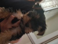 Uysal yorkshire terrier eğitime başladık