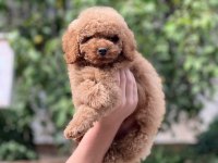 A+ Kalite Sevimli Maltipoo Bebekler