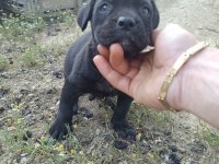 Cane corso a kalite bebekler