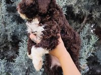 Lagotto Romagnolo