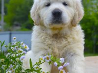 Golden Retriever Yavrular Canlı Görerek Alabilirsiniz