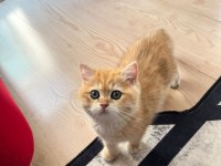 Safkan British Shorthair Golden NY12 Erkek Yavru