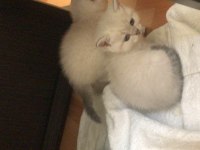 Blue Point British Shorthair Yavrular Yeni Yuvalarını Arıyor