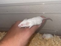 SÜTTEN YENİ KESİLMİŞ LAB RAT YAVRULARIM