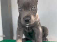 Bahçenize koruma isteyenler aradınız cane corso yavrunuz