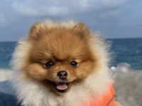 POMERANIAN BOO OĞLUM İÇİN EŞ