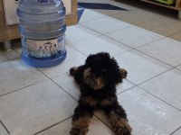 Özel Renk 9 Aylık Dişi Toy Poodle