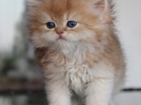 SAFKAN SECERELİ REZERVEYE MÜSAİT GOLDEN SHELL KEDİM